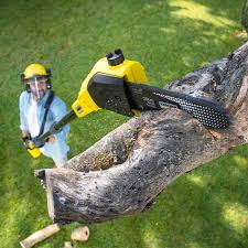 Best Lawn Renovation and Restoration  in Mountain Top, PA